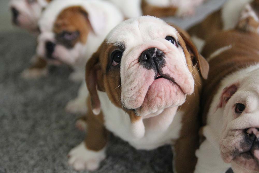 What to Feed Your English Bulldog Puppies? Top English